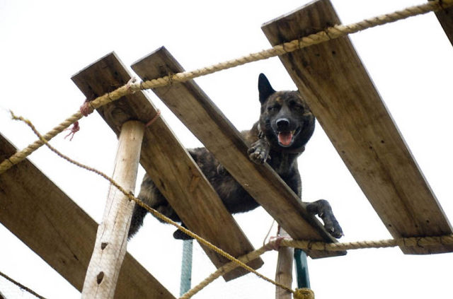 Canine Commandos in Training