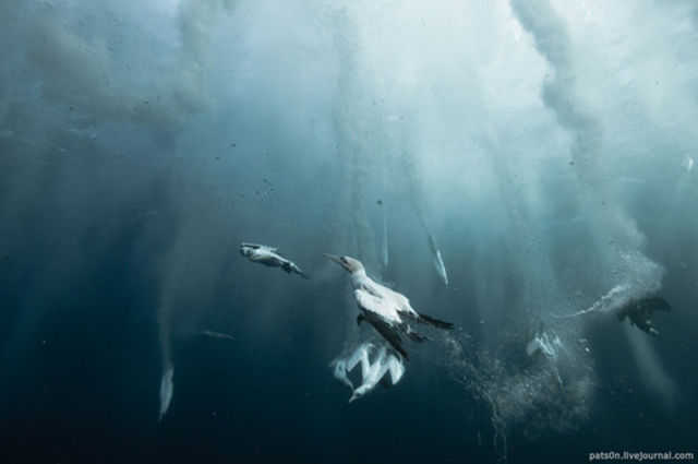 Majestic Underwater Sardine Dance