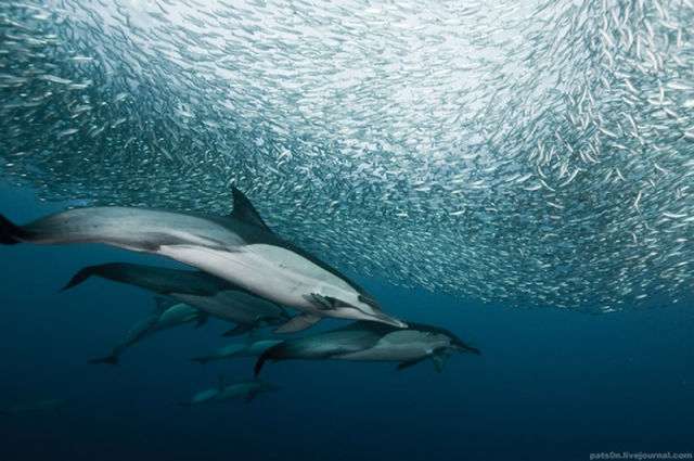 Majestic Underwater Sardine Dance