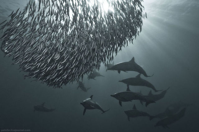 Majestic Underwater Sardine Dance