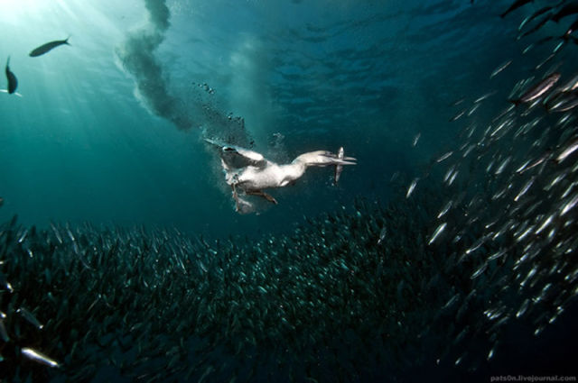 Majestic Underwater Sardine Dance