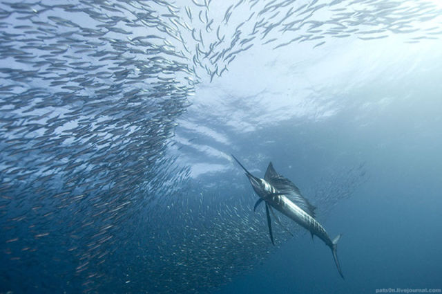 Majestic Underwater Sardine Dance