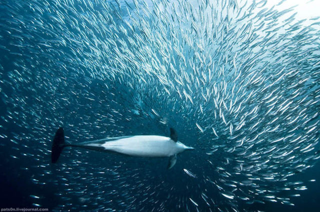 Majestic Underwater Sardine Dance