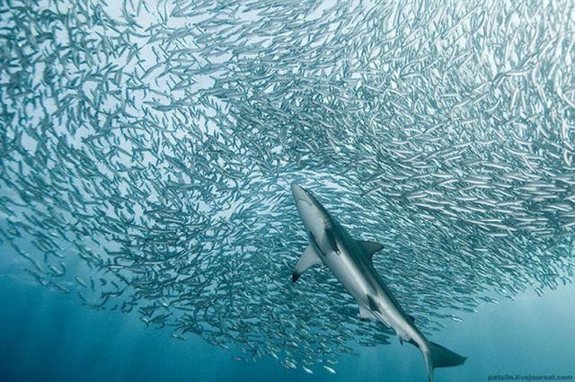 Majestic Underwater Sardine Dance