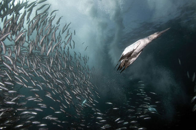 Majestic Underwater Sardine Dance