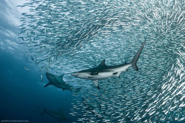 Majestic Underwater Sardine Dance