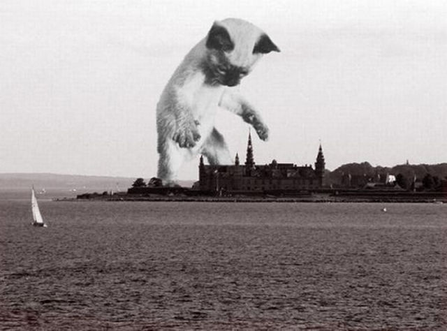 Catzilla Is Coming