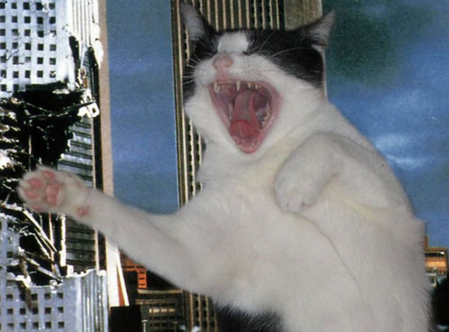 Catzilla Is Coming