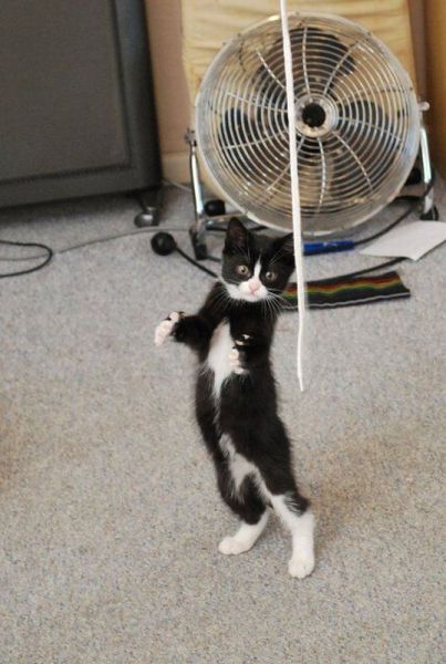 These funny animals