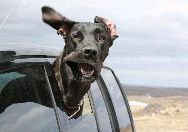 Funny Flying Dog Faces
