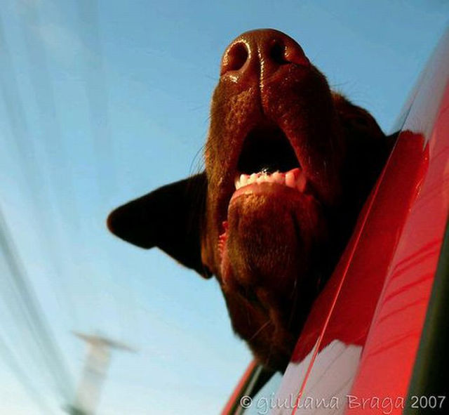 Funny Flying Dog Faces
