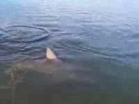 Why Are There Sharks in That Lake?