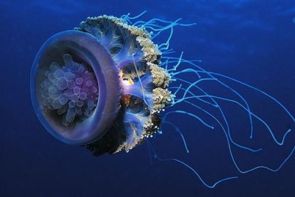 Uncanny Factoid: Jellyfish Blackout