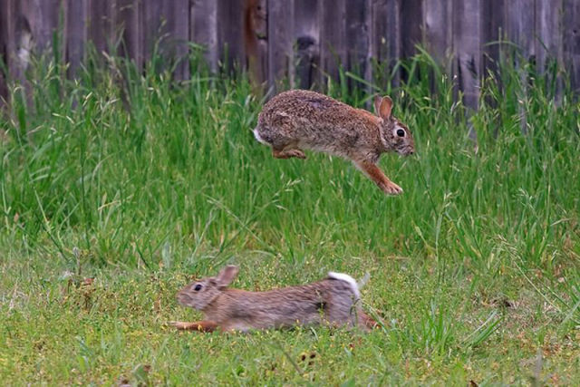 Hippity Hoppity Rabbits