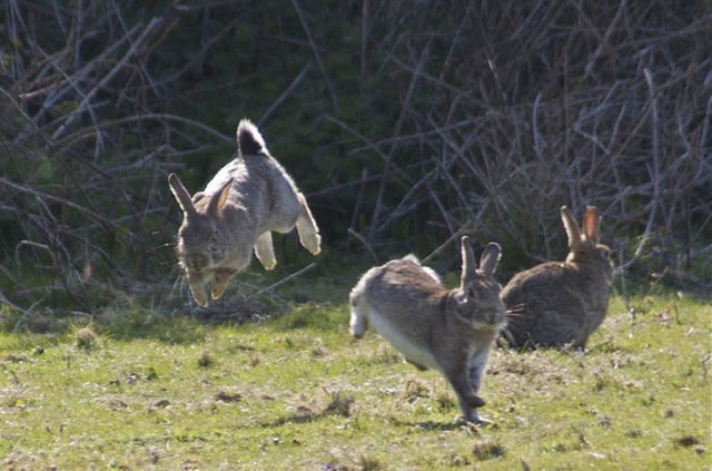 Hippity Hoppity Rabbits
