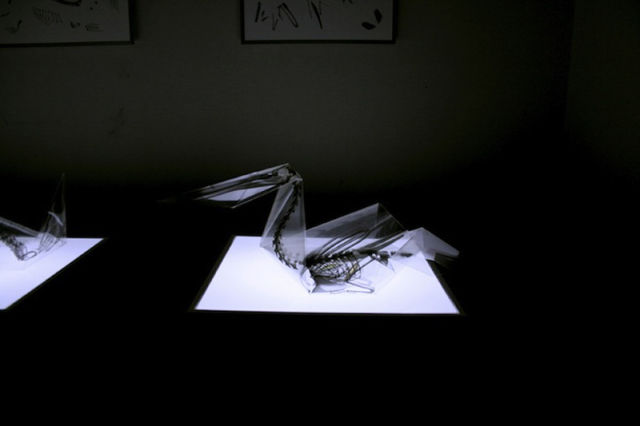 Cool Translucent Origami Of Endangered Species