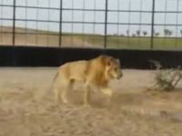 Man Rides Lion like He Would Ride a Horse!