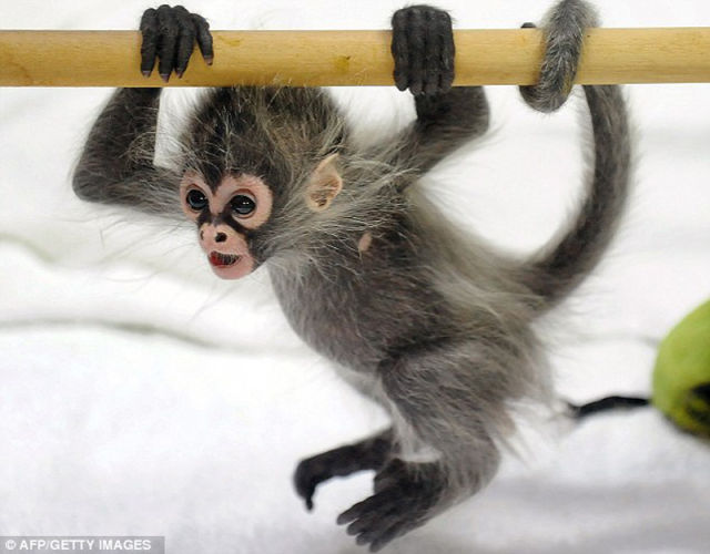 The Cutest  Baby Monkey I