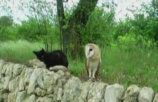Cat and Owl Are Playing Together [VIDEO]