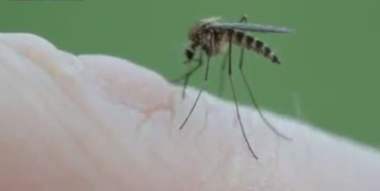 Close-Up View of Mosquito Bite [VIDEO]
