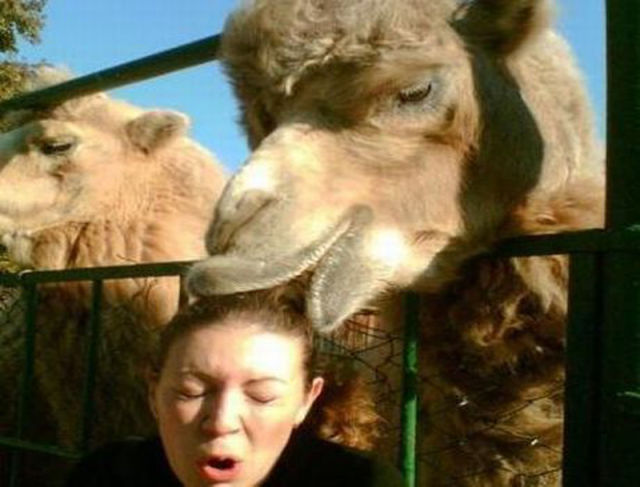 The Real Face of a Camel