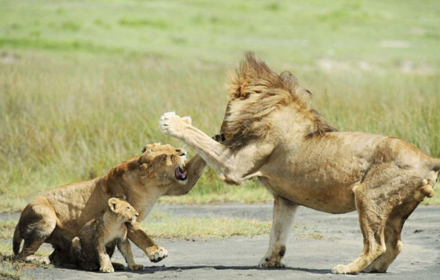lioness protecting her cubs meme