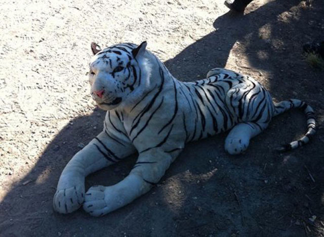 Huge Tiger Spotted at Hampshire Cricket Ground