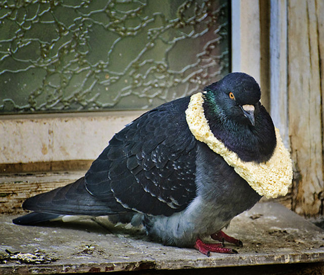 Pigeon Fashion