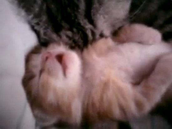 The Most Adorable Cuddling in Sleep [VIDEO]