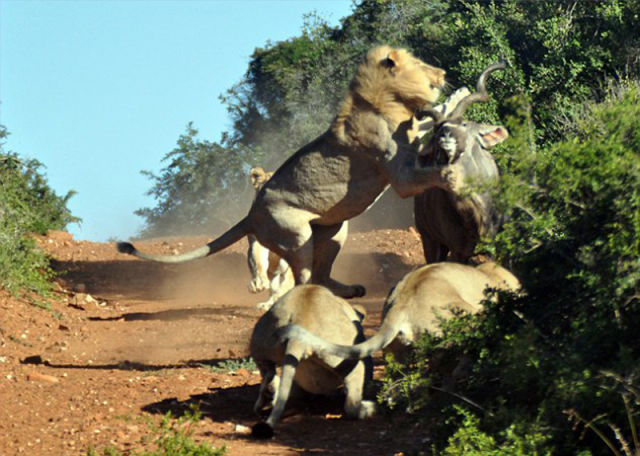 Antelope vs. Hungry Lions