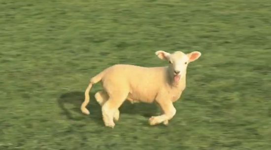 Surreal Sheep Animation That Will Rape Your Brain [VIDEO]