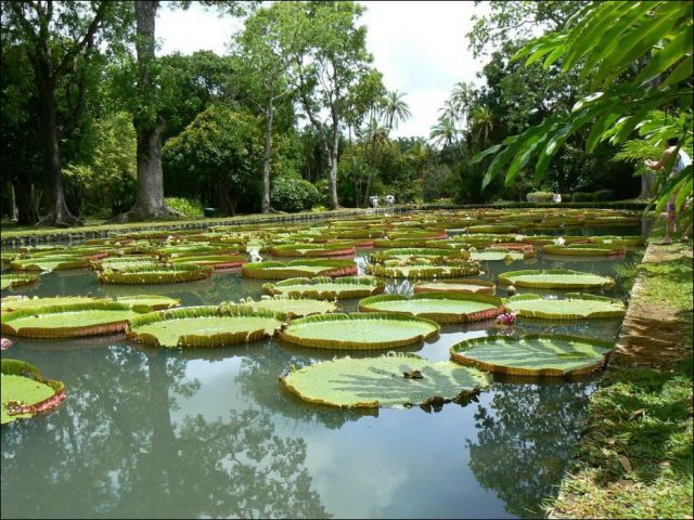 The Largest Water Lily in the World