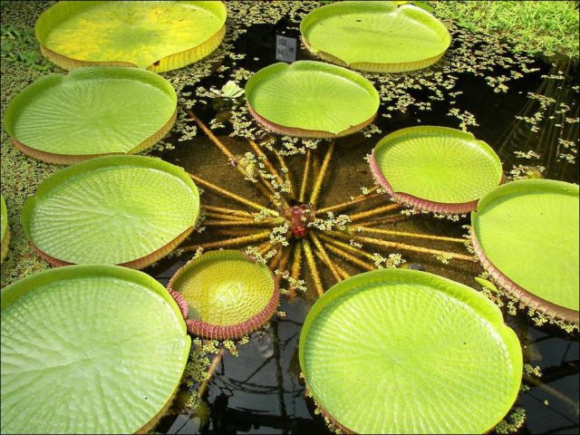 The Largest Water Lily in the World