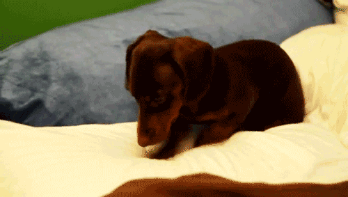 Funny Gif Selection
