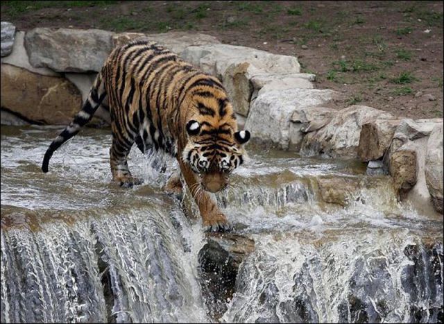 Siberian Tiger Escape the Heat