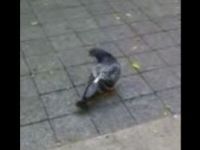 Pigeon Can’t Get Food Off Its Back