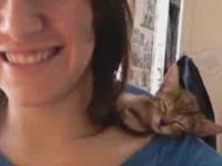 Kitty Falls Asleep on Owner’s Shoulder
