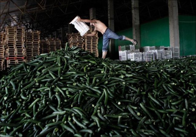 Europe Gets Rid of All Its Cucumbers