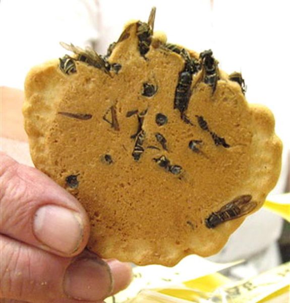 How to Make Insects Delicious