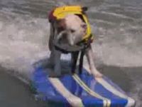 California Surfing Dogs