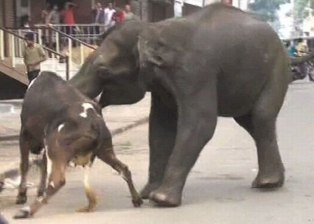 Wild Elephant Rampages in India