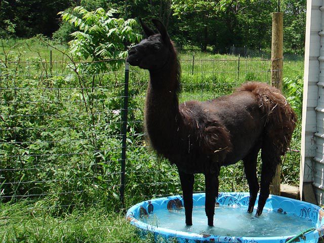 There Are Animals in the Swimming Pool