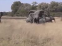 That’s Scary when an Elephant Charges