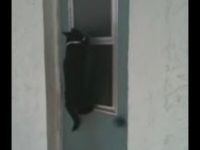 Clever Cat Knows How to Enter the House