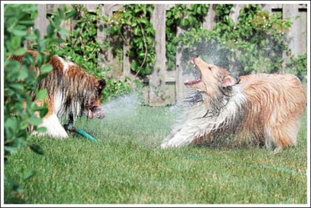 The Waterworks Treatment for Dogs