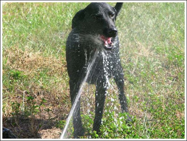 The Waterworks Treatment for Dogs