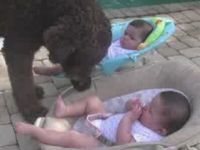 Dog Really Wants to Play with Twin Babies