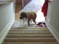 Clever Dog Found a Way to Climb the Stairs despite Its Space Collar