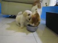Puppy’s Gonna Learn It Shouldn’t Mess with a Cat