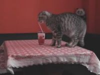 Cat Is a Straw Thief